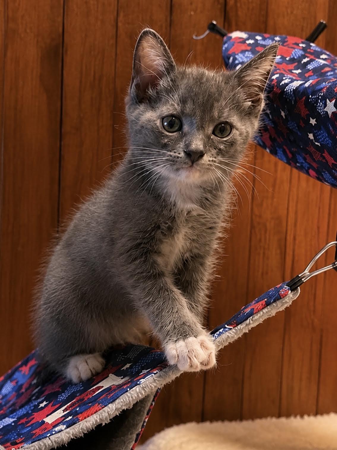 Candace, adopted, Kitten Female Domestic Short Hair.