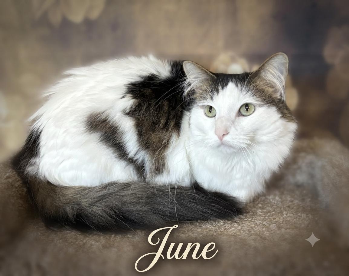 June, Adoptable, Adult Female Domestic Medium Hair.