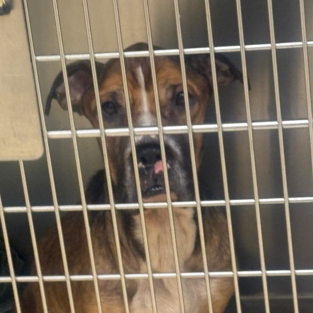 Sonny, Adoptable, Adult Male Mixed Breed.