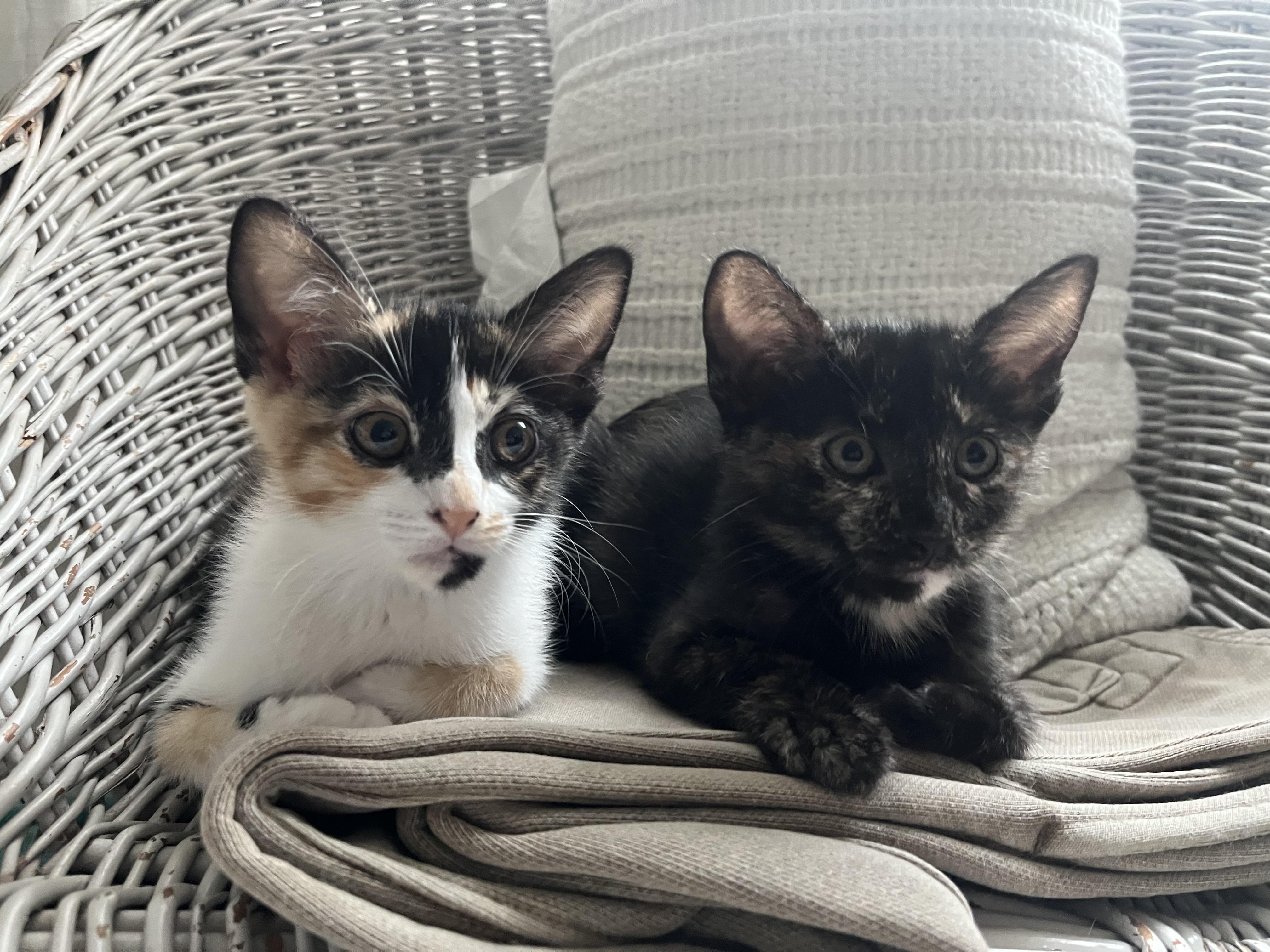 Enlarge Beezus, a Adoptable Domestic Short Hair in Los Angeles, CA image 4/5