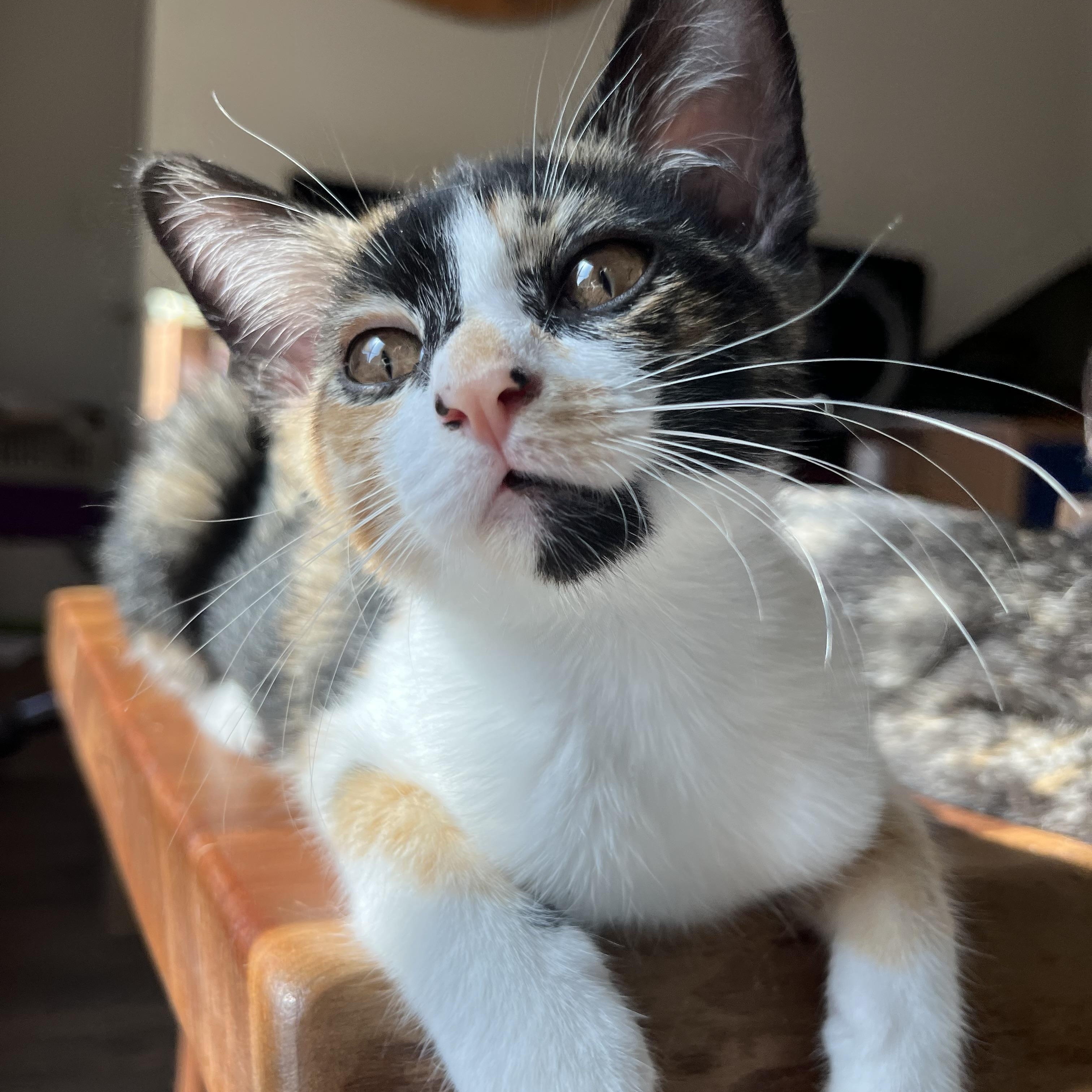 Beezus, Adoptable, Kitten Female Domestic Short Hair.