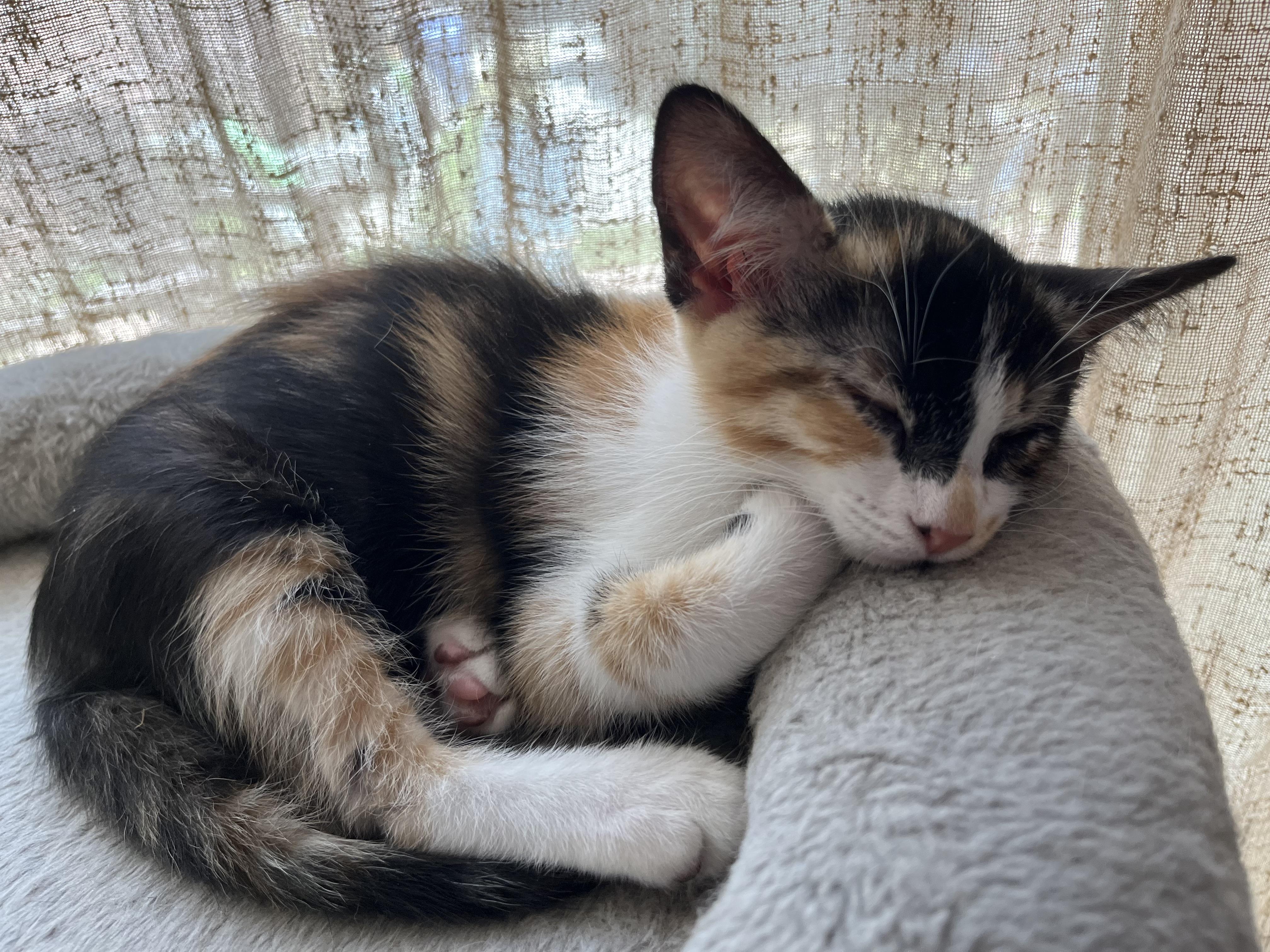 Enlarge Beezus, a Adoptable Domestic Short Hair in Los Angeles, CA image 2/5