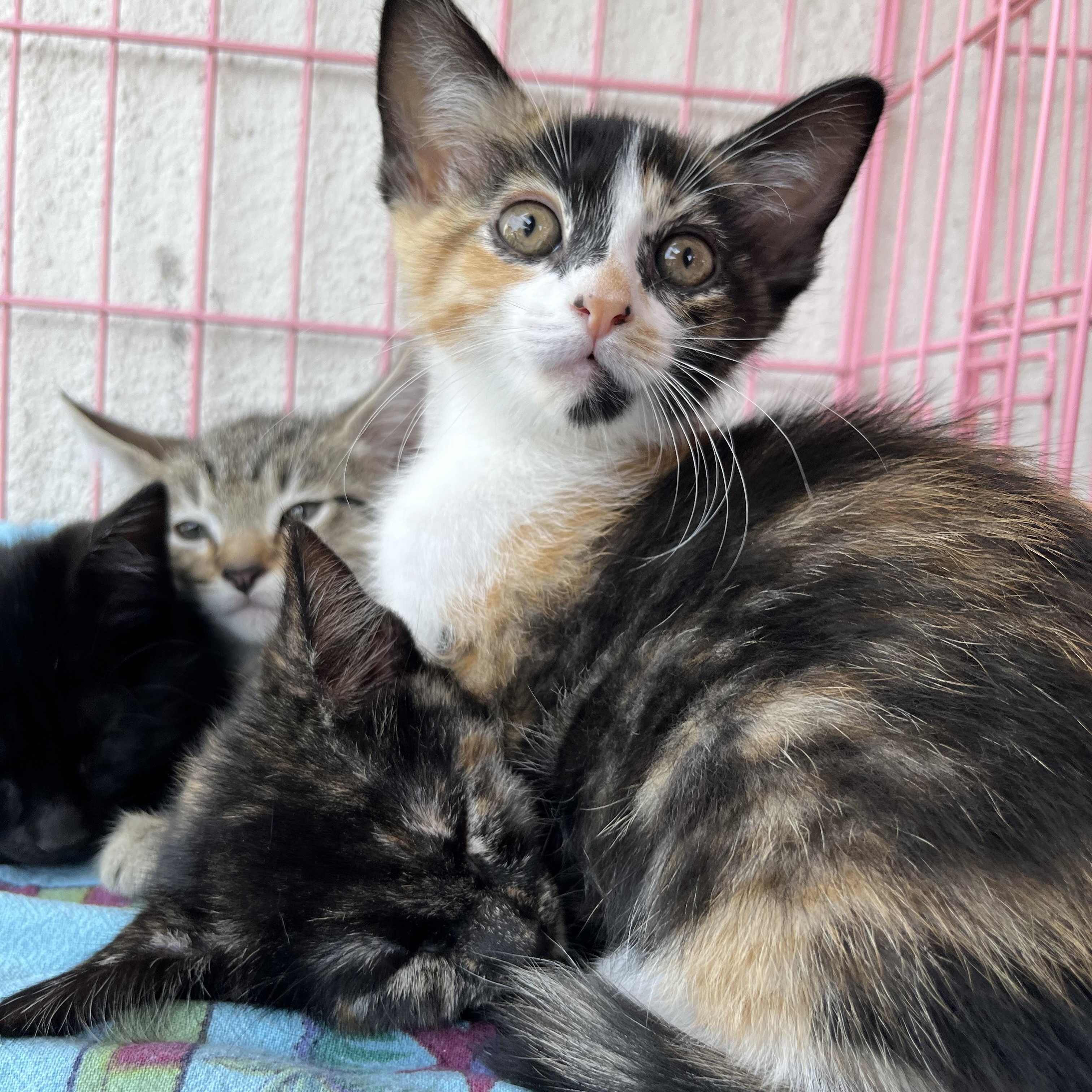 Enlarge Beezus, a Adoptable Domestic Short Hair in Los Angeles, CA image 5/5