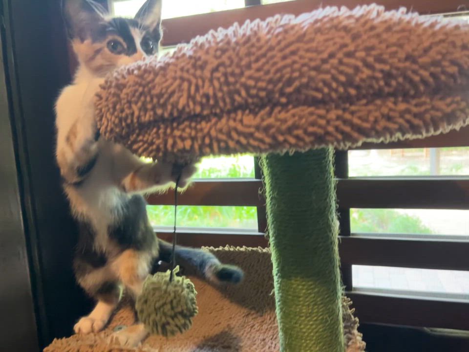 Enlarge Beezus, a Adoptable Domestic Short Hair in Los Angeles, CA video 3/5