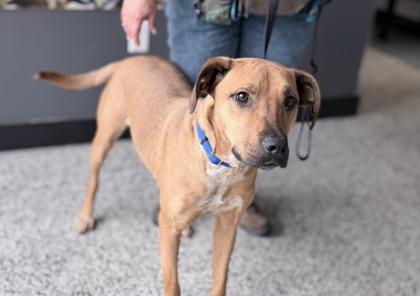 Frappe — thumbnail 2