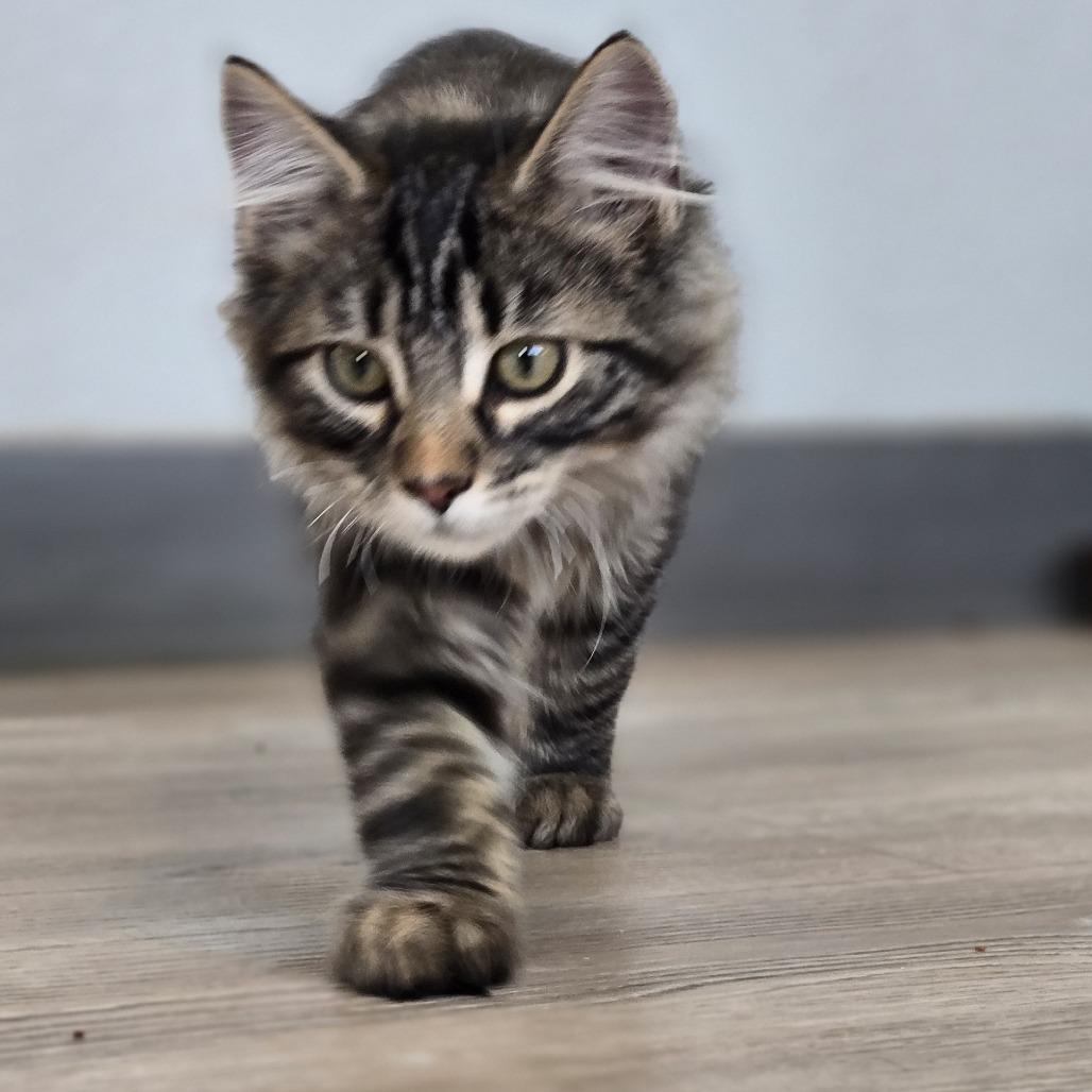 Enlarge Rufus, a Adoptable Domestic Long Hair in Durango, CO image 1/4