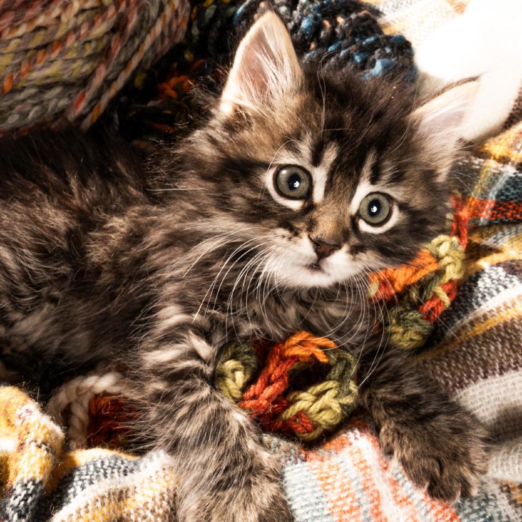 Enlarge Rufus, a Adoptable Domestic Long Hair in Durango, CO image 2/4
