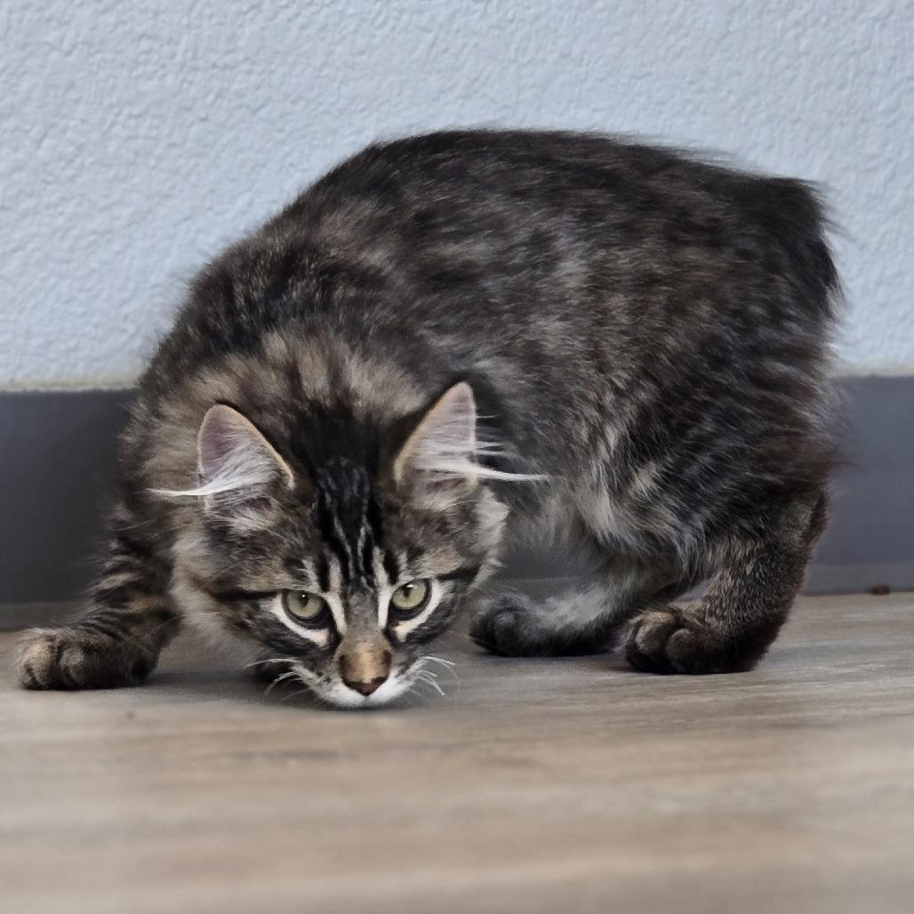 Enlarge Rufus, a Adoptable Domestic Long Hair in Durango, CO image 3/4