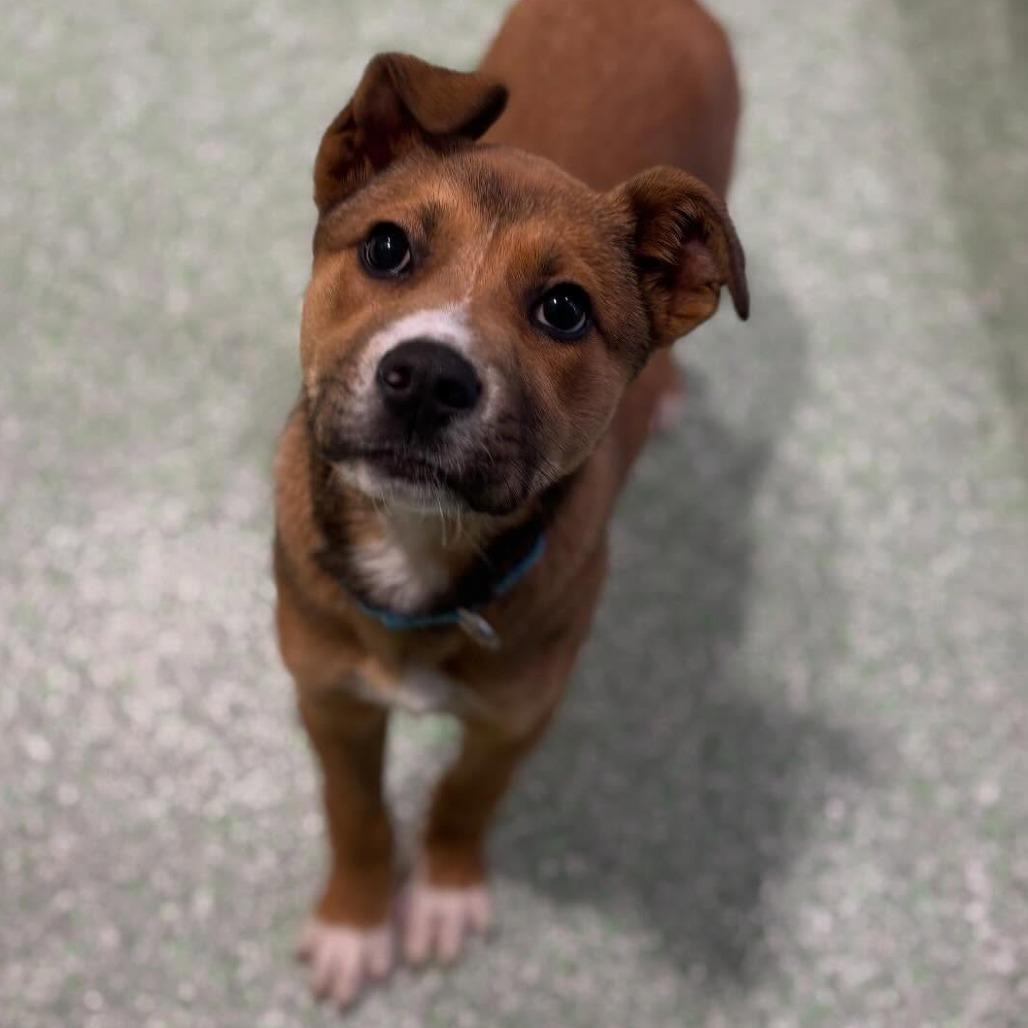 Valentina, Adoptable, Puppy Female Labrador Retriever.