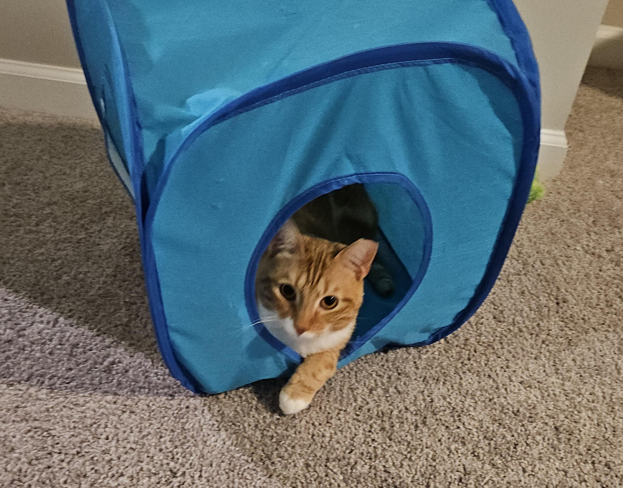 Enlarge Reddy, a Adoptable Domestic Short Hair in Atlanta, GA image 4/5