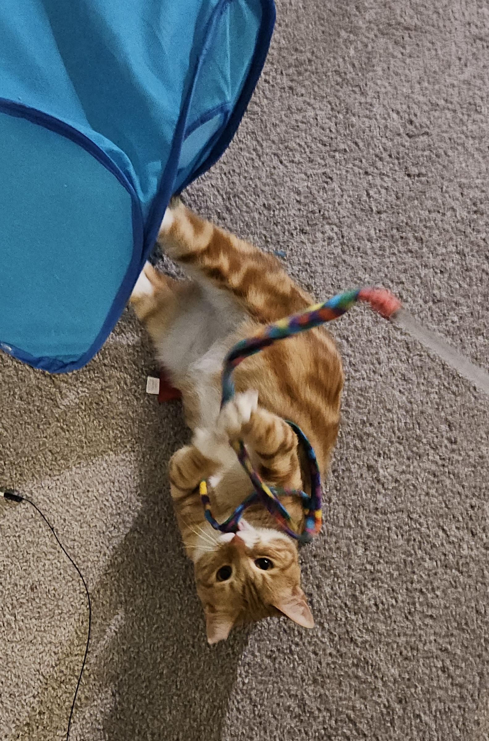 Enlarge Reddy, a Adoptable Domestic Short Hair in Atlanta, GA image 5/5