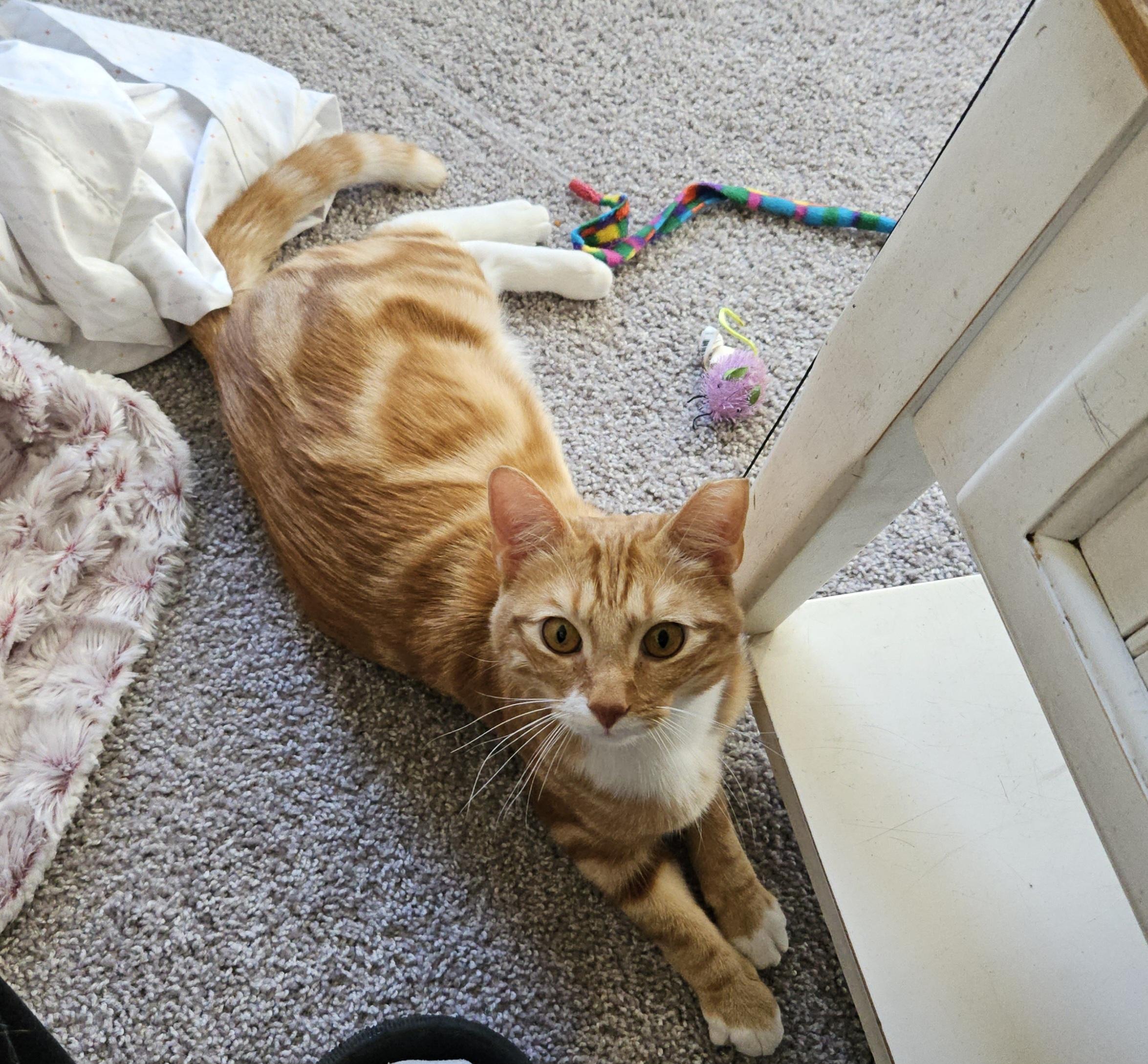 Reddy, Adoptable, Young Male Domestic Short Hair.