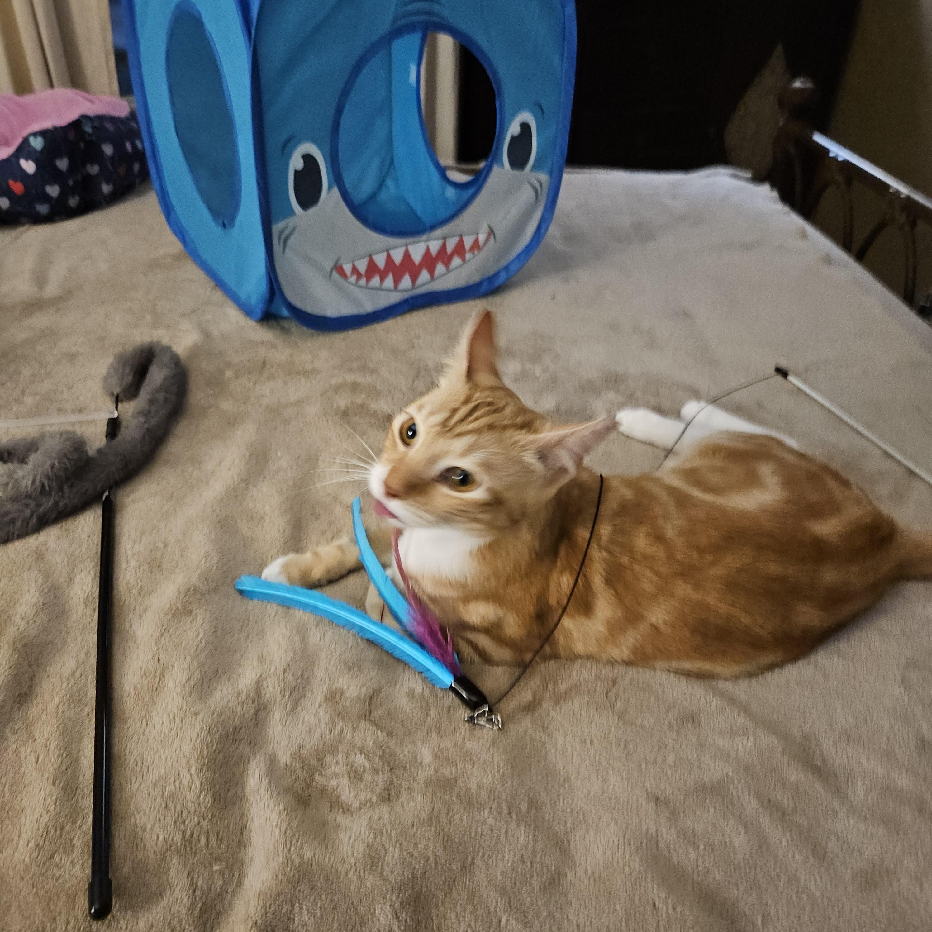 Enlarge Reddy, a Adoptable Domestic Short Hair in Atlanta, GA image 3/5