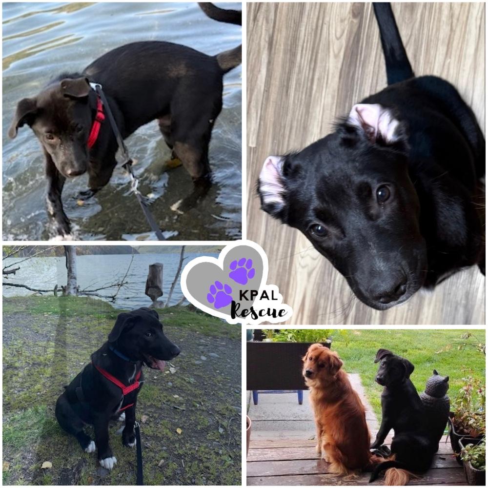 Enlarge Walnut - Nuts Litter, a Adoptable mixed breed in Kenai, AK image 1/5