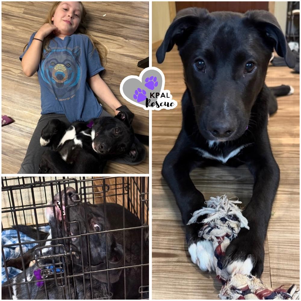 Enlarge Walnut - Nuts Litter, a Adoptable mixed breed in Kenai, AK image 2/6