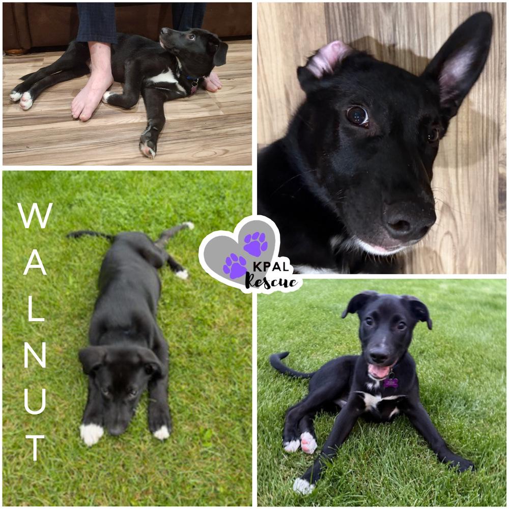 Enlarge Walnut - Nuts Litter, a Adoptable mixed breed in Kenai, AK image 1/4