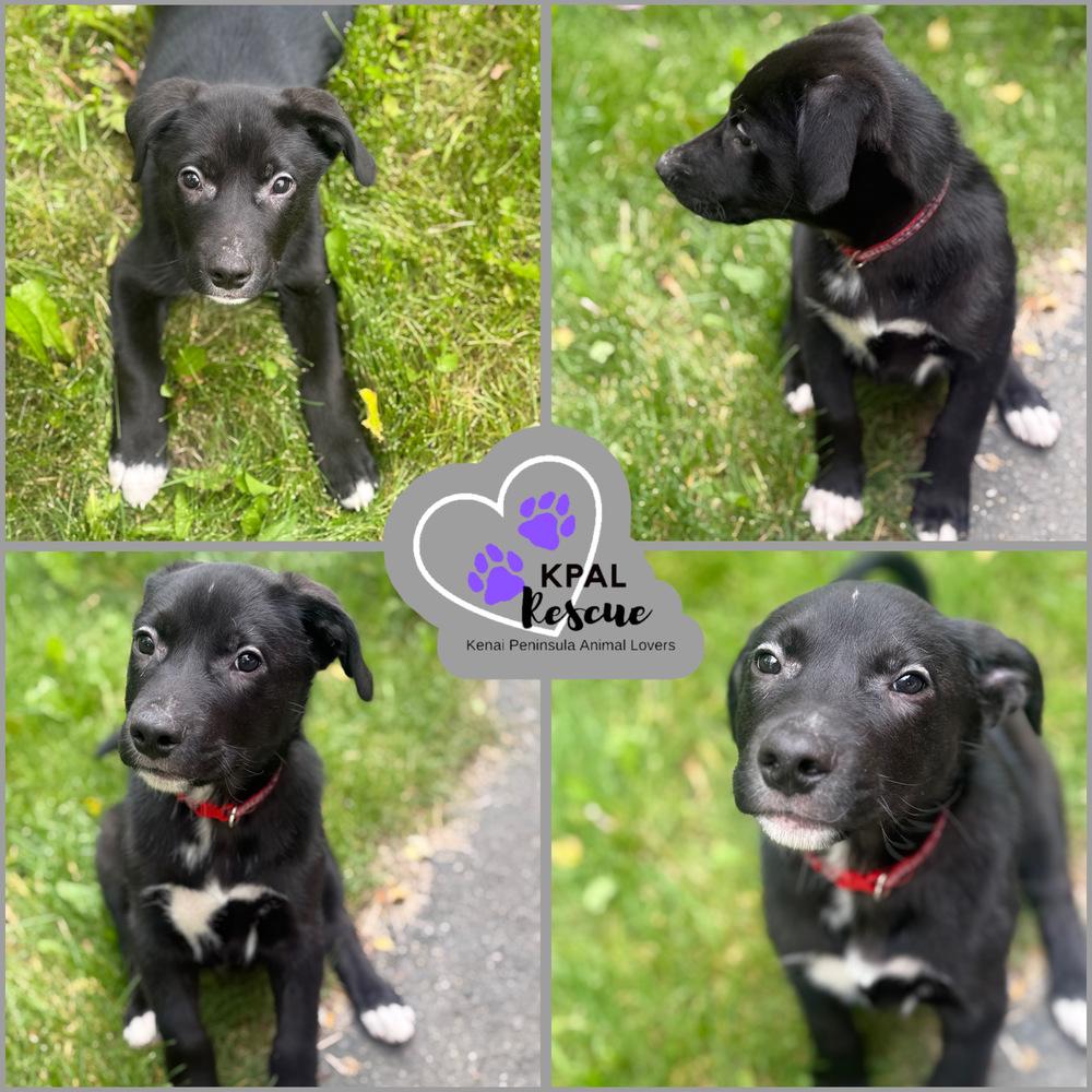 Enlarge Walnut - Nuts Litter, a Adoptable mixed breed in Kenai, AK image 2/4