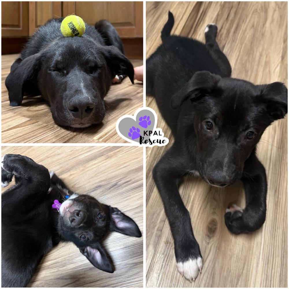 Enlarge Walnut - Nuts Litter, a Adoptable mixed breed in Kenai, AK image 4/4