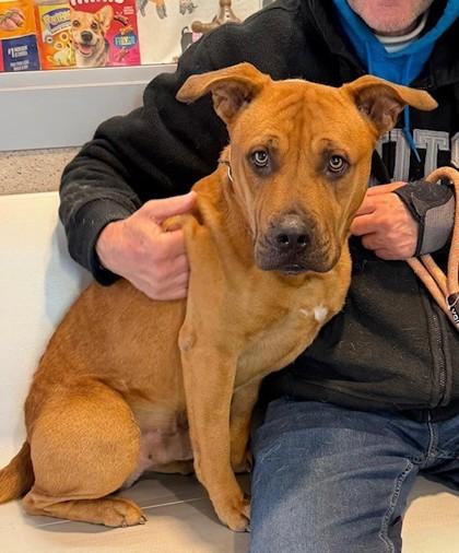 Enlarge Briscoe, a Adoptable mixed breed in Fort Worth, TX image 1/3