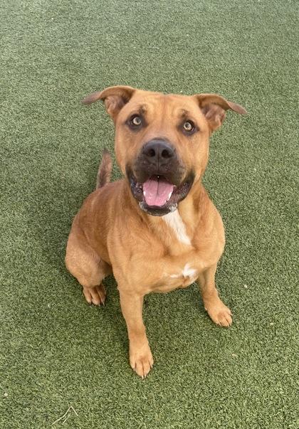 Enlarge Briscoe, a Adoptable mixed breed in Fort Worth, TX image 2/3