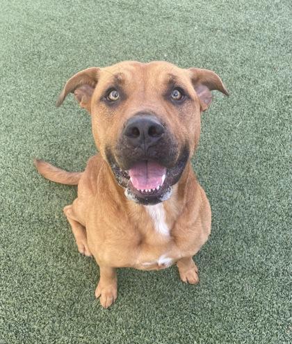 Enlarge Briscoe, a Adoptable mixed breed in Fort Worth, TX image 3/3