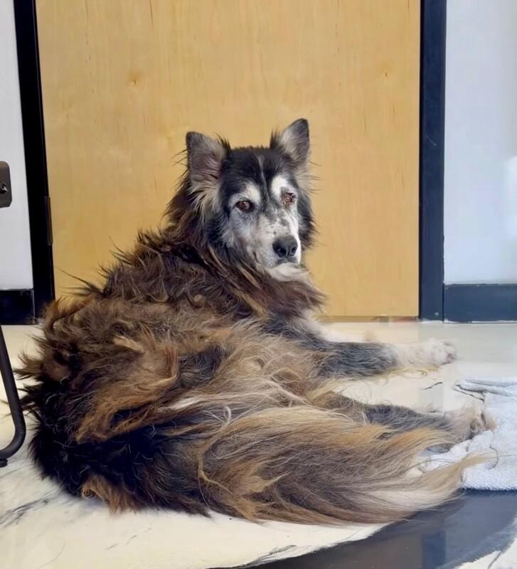 Milo, Adoptable, Young Male Alaskan Malamute & Husky.