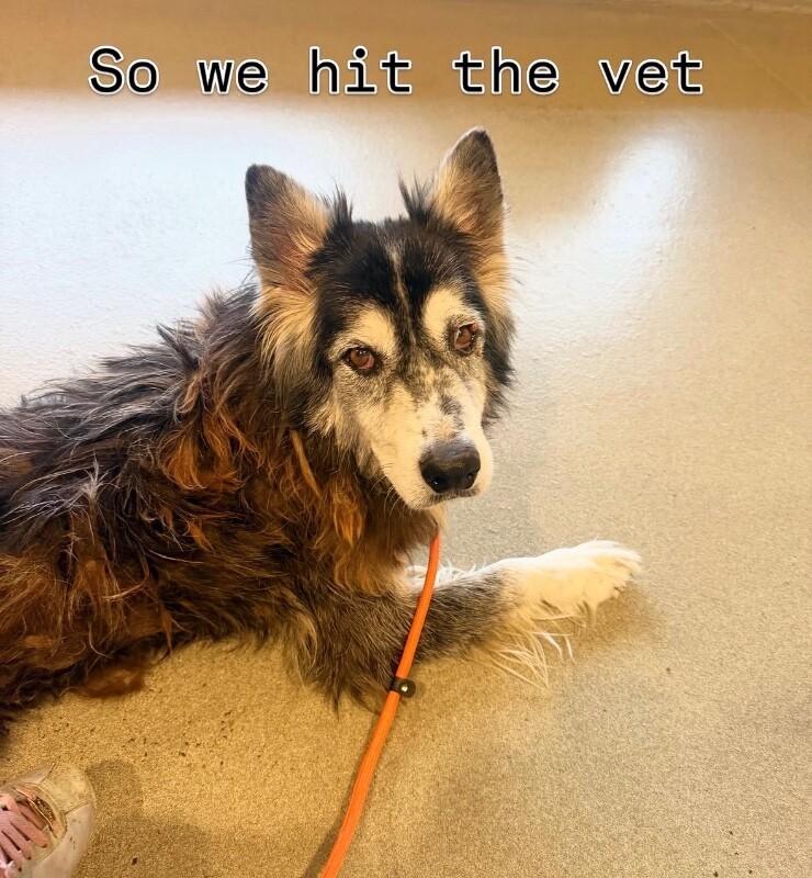 Milo, a Adoptable mixed breed in Boulder, CO image 3/5