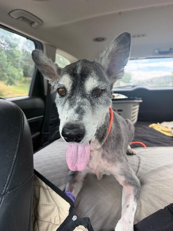 Milo, a Adoptable mixed breed in Boulder, CO image 4/5