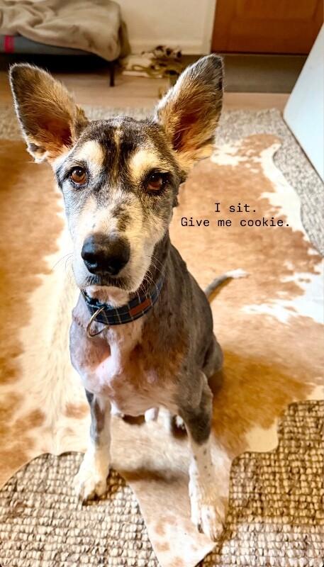 Milo, a Adoptable mixed breed in Boulder, CO image 5/5