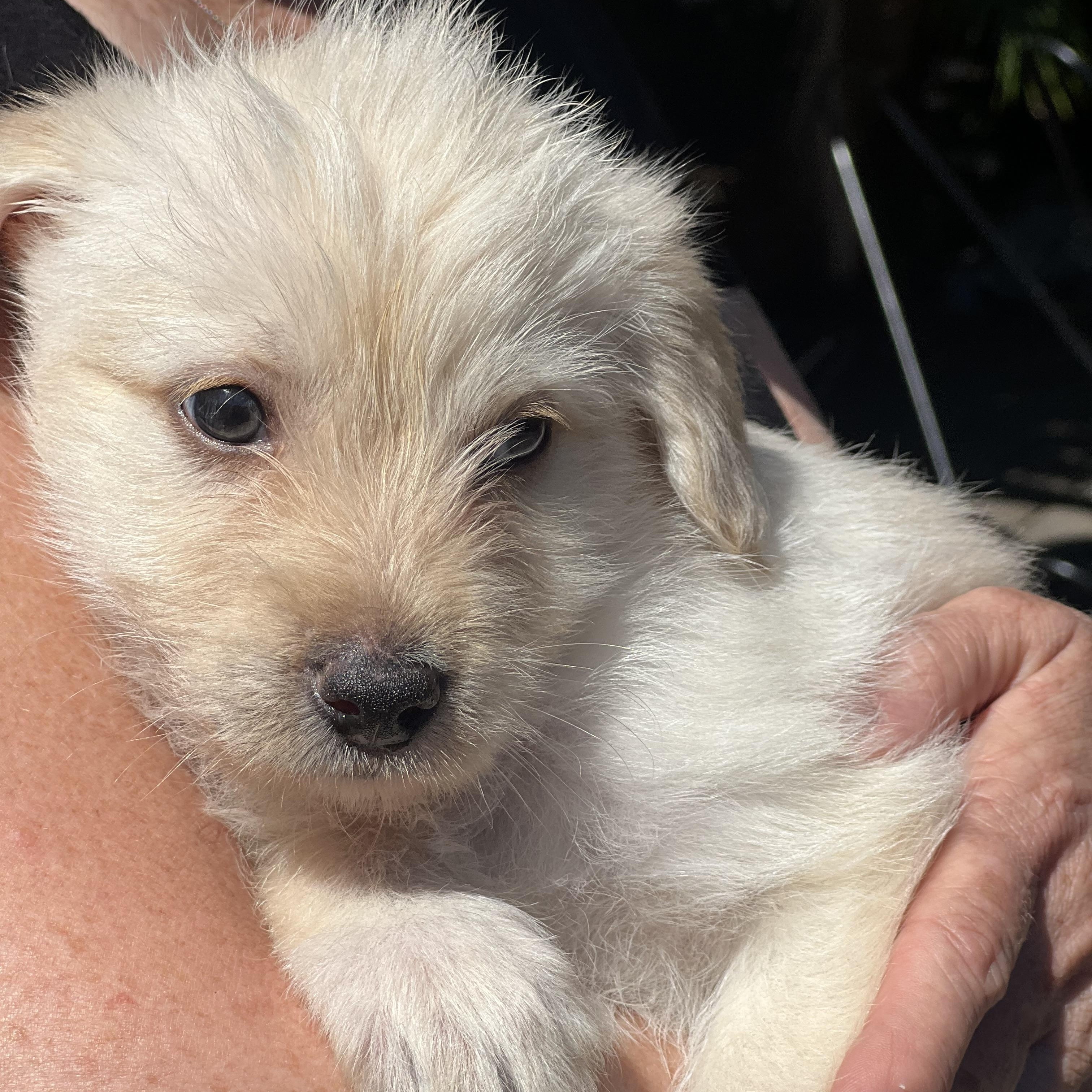 Enlarge Pip~ cuddly Havanese mix, an adopted mixed breed in Irvine, CA image 2/3