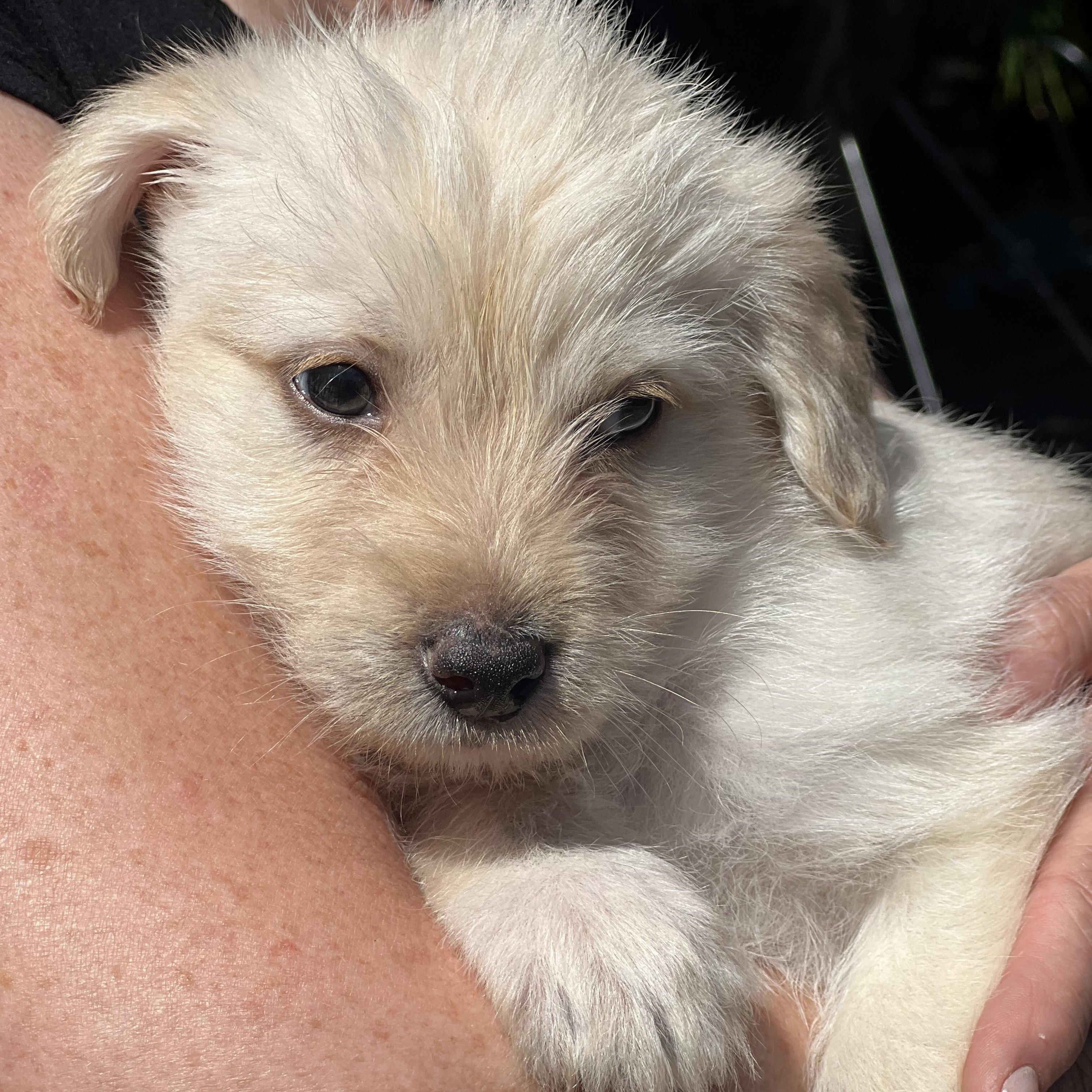Enlarge Pip~ cuddly Havanese mix, an adopted mixed breed in Irvine, CA image 3/3