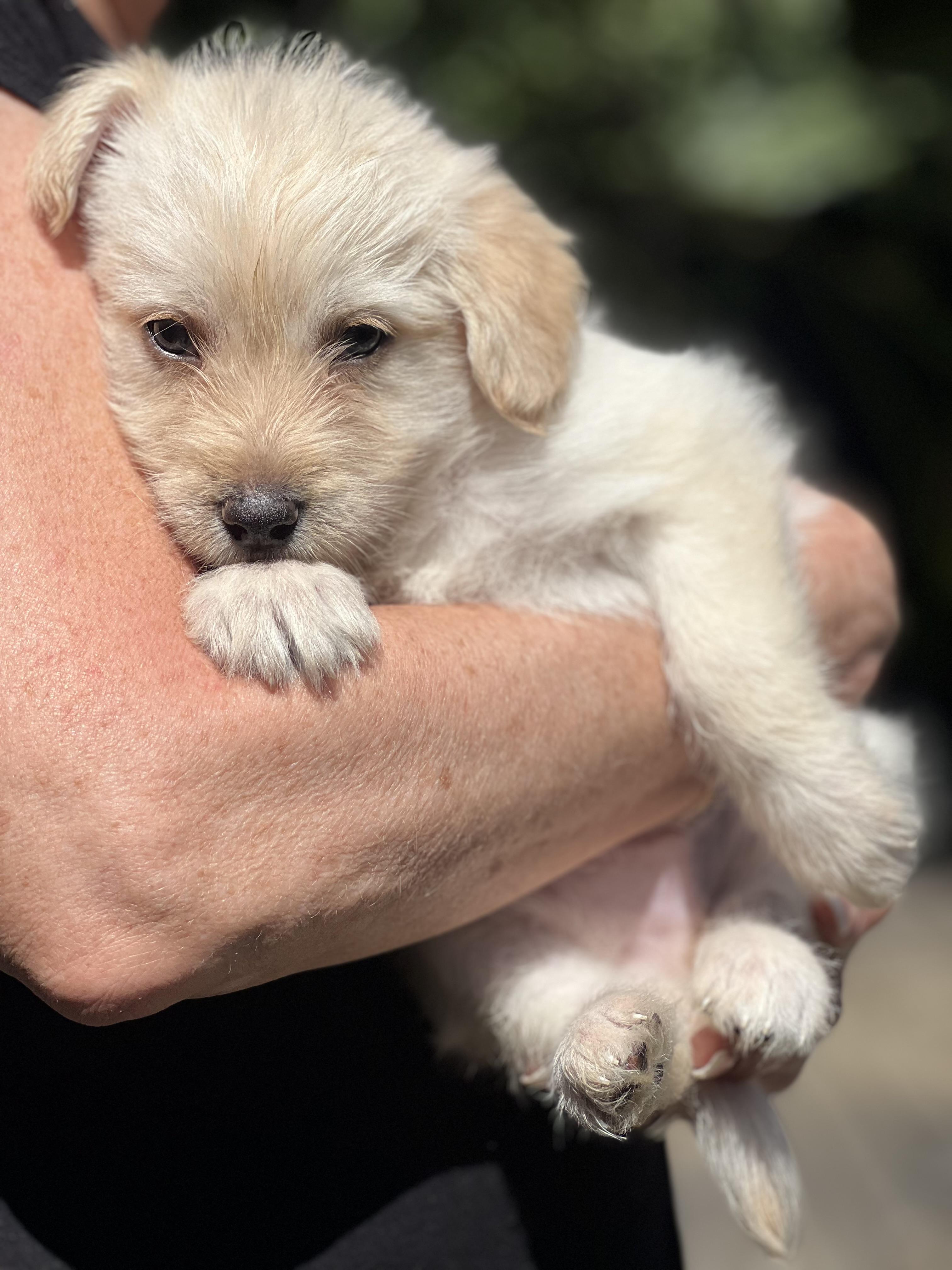 Enlarge Pip~ cuddly Havanese mix, an adopted mixed breed in Irvine, CA image 1/3