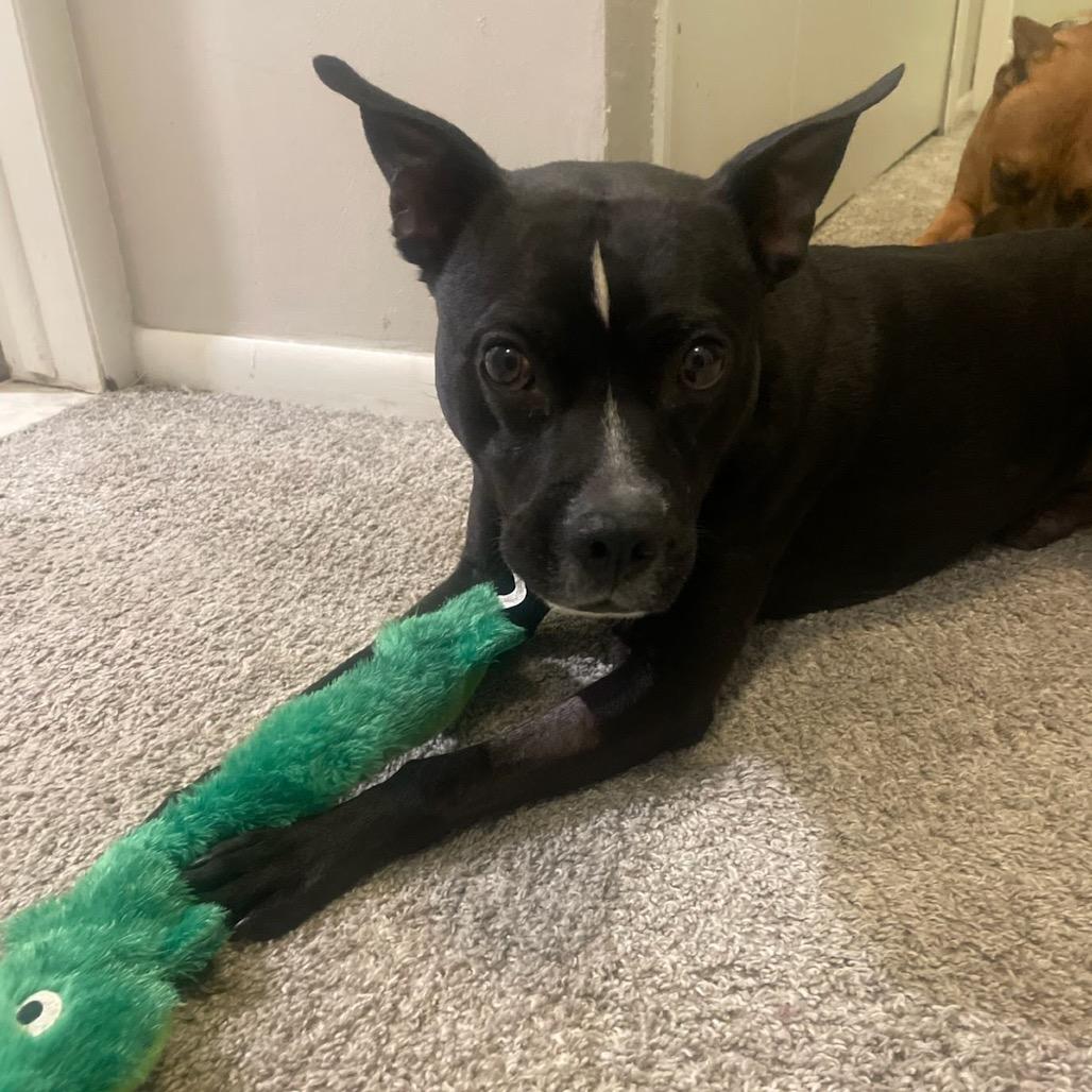 Warren, a Adoptable American Staffordshire Terrier in Northville, MI image 1/5