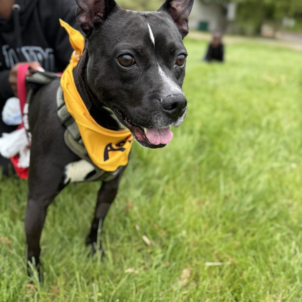 Warren, a Adoptable American Staffordshire Terrier in Northville, MI image 2/5