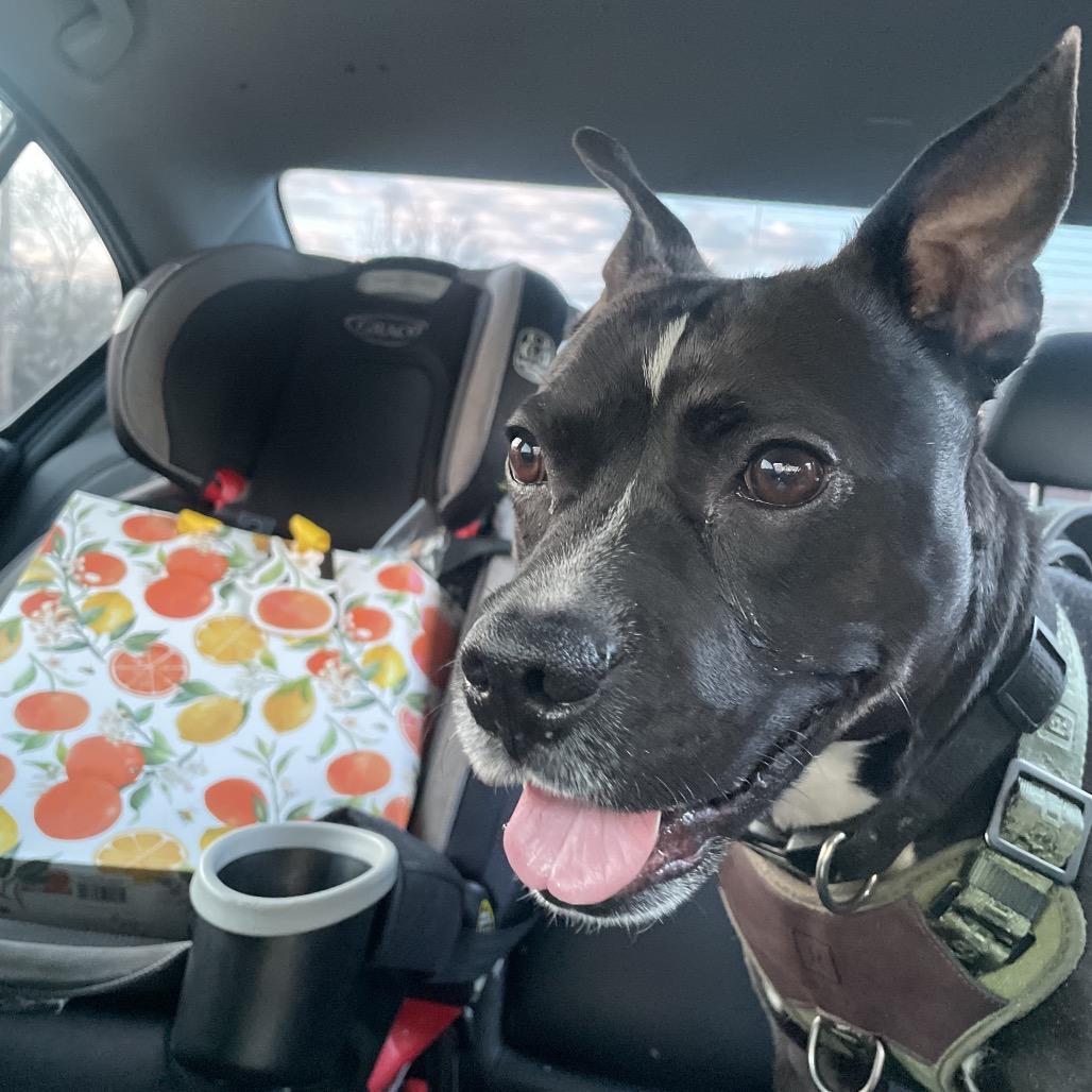 Warren, a Adoptable American Staffordshire Terrier in Northville, MI image 3/5