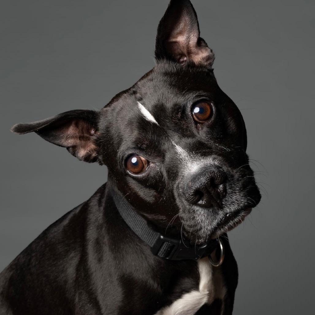 Warren, a Adoptable American Staffordshire Terrier in Northville, MI image 4/5