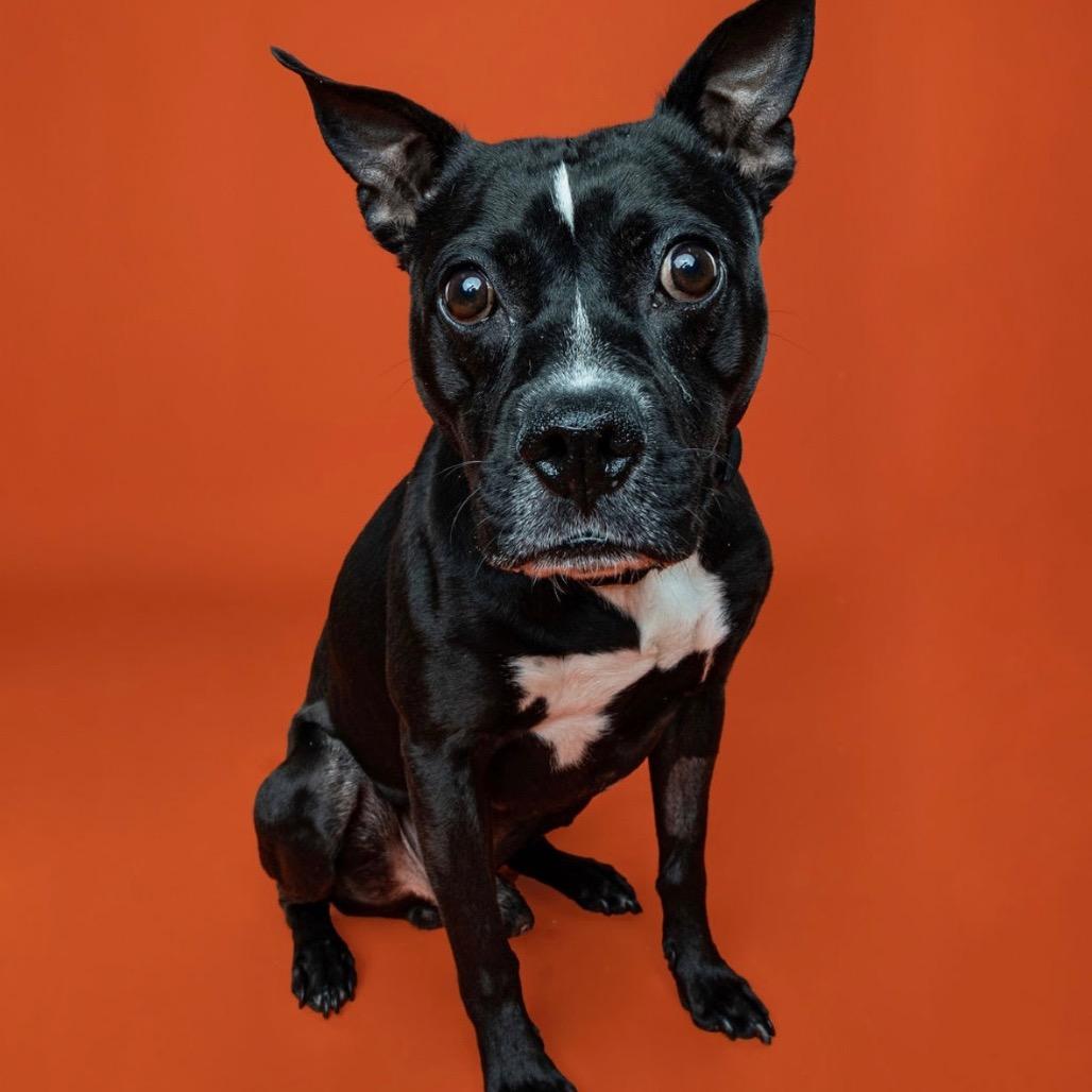 Warren, a Adoptable American Staffordshire Terrier in Northville, MI image 5/5
