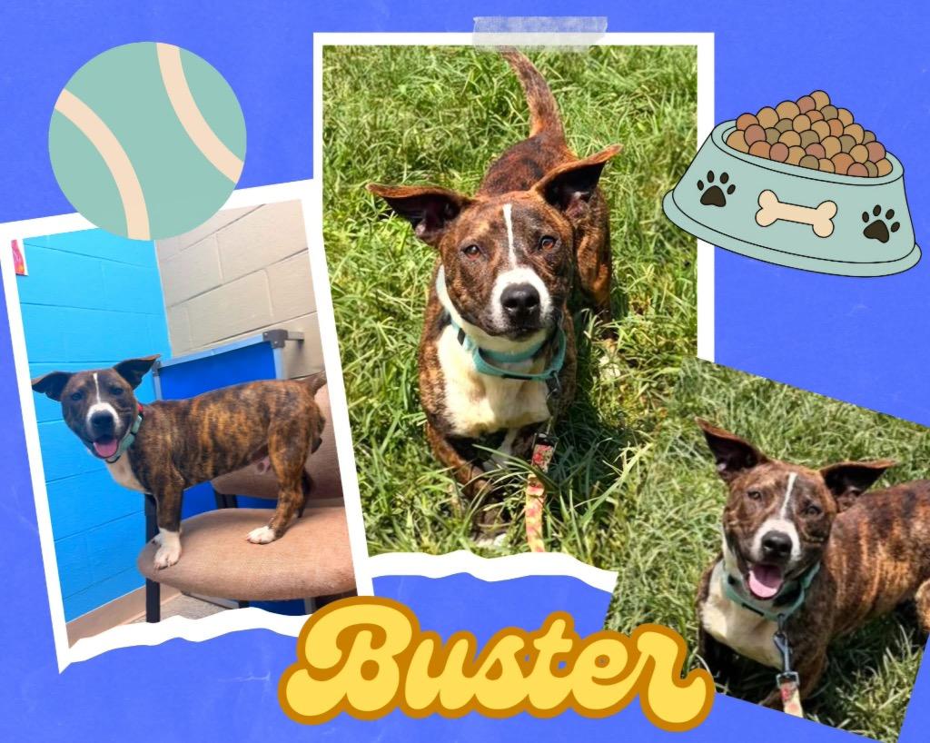 Buster, Adoptable, Puppy Male Pit Bull Terrier & Mixed Breed.