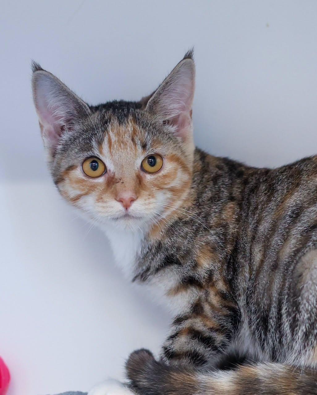 Enlarge PAW MCCARTNEY (0582), an adopted mixed breed in Bridgeport, CT image 1/1