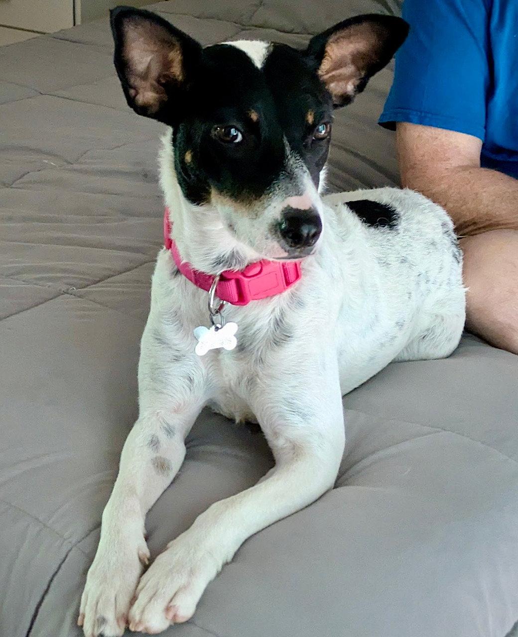 Cranberry (TN), Adoptable, Adult Female Rat Terrier.