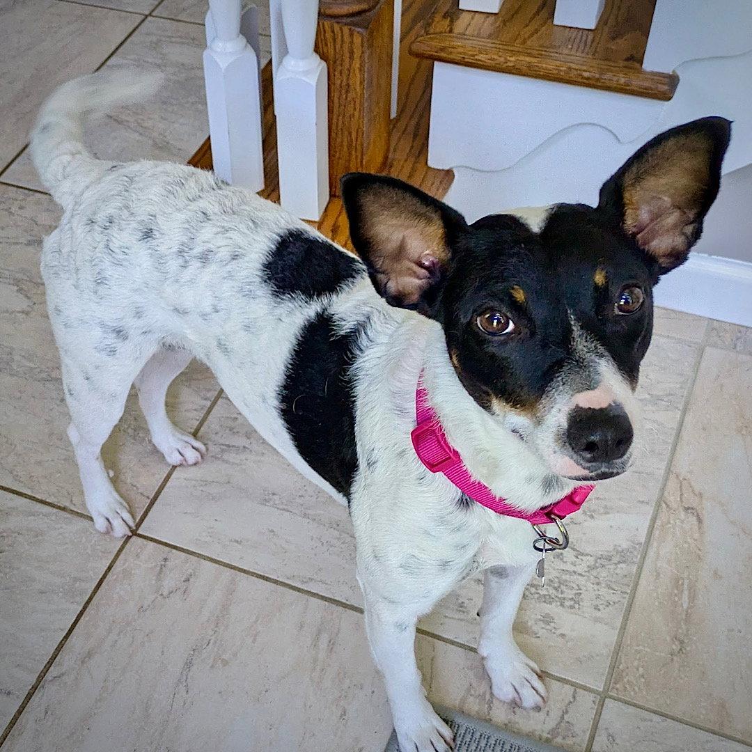 Enlarge Cranberry (TN), a Adoptable Rat Terrier in Chattanooga, TN image 2/3