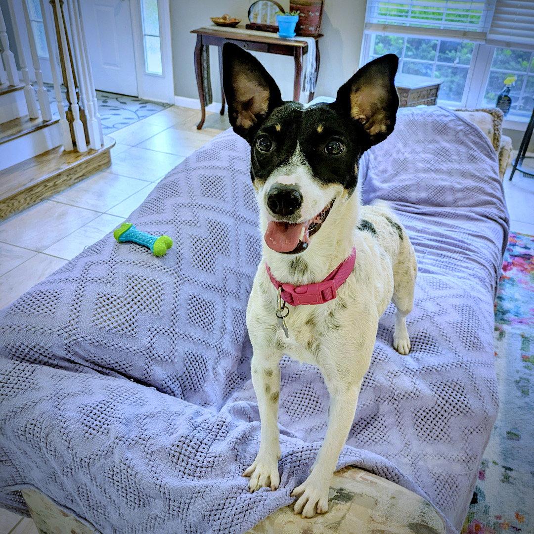 Enlarge Cranberry (TN), a Adoptable Rat Terrier in Chattanooga, TN image 3/3