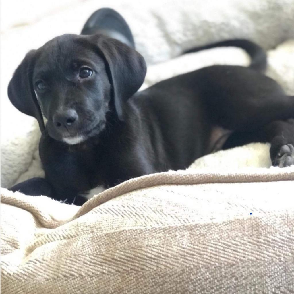 Jackson, Adoptable, Adult Male Black Labrador Retriever & Foxhound.