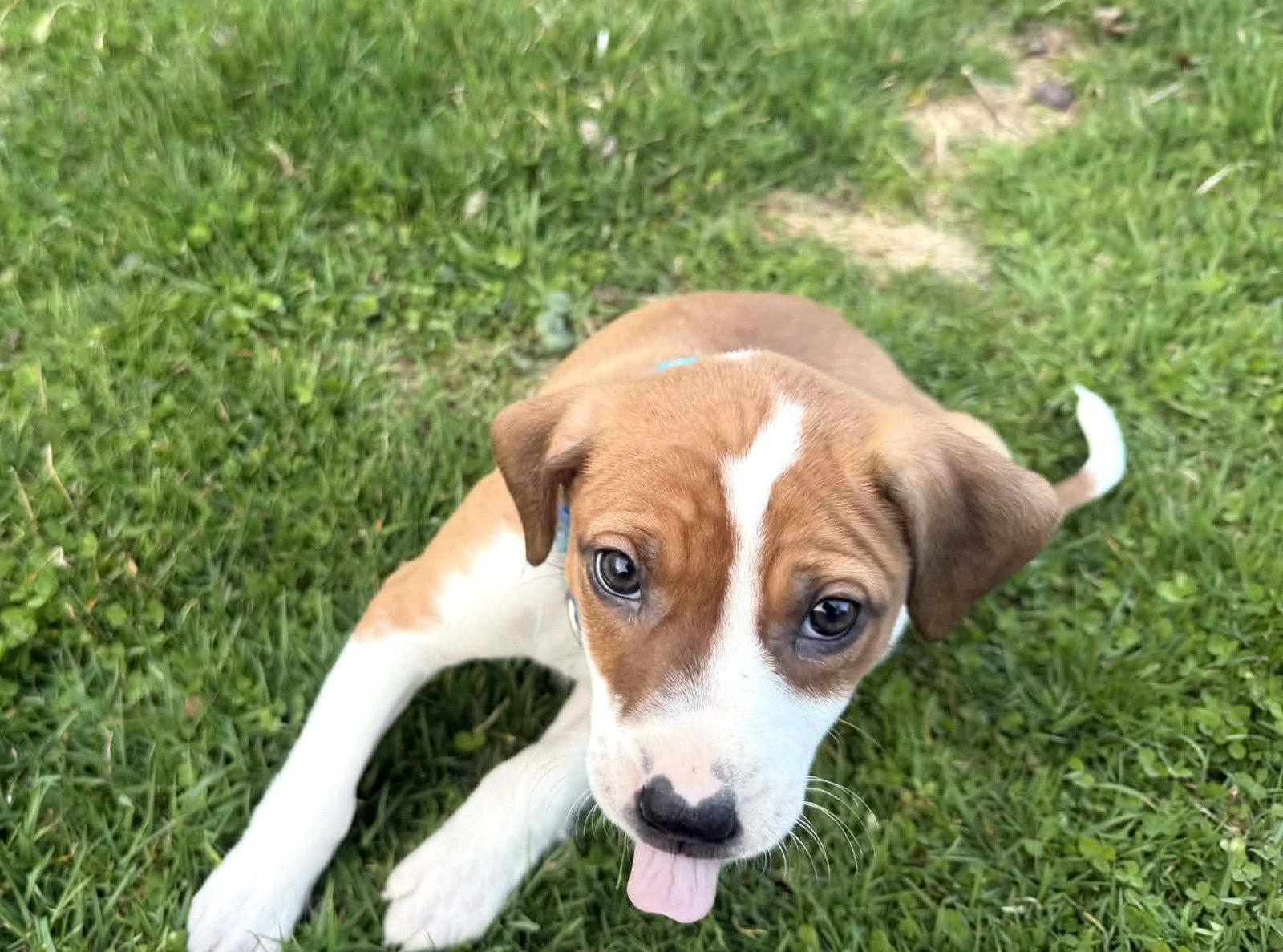 Tasha, Adoptable, Puppy Female Beagle & Boxer.