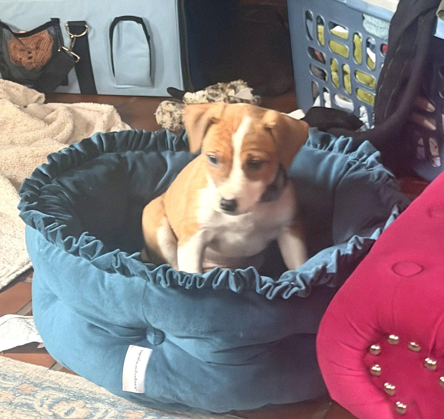 Enlarge Tasha, a Adoptable mixed breed in Mechanicsburg, PA image 2/2