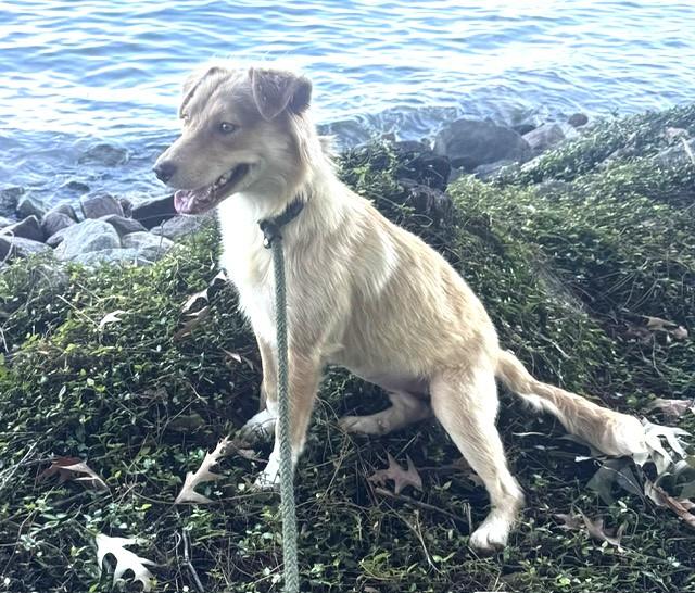 Chessy, adopted, Young Female Golden Retriever.