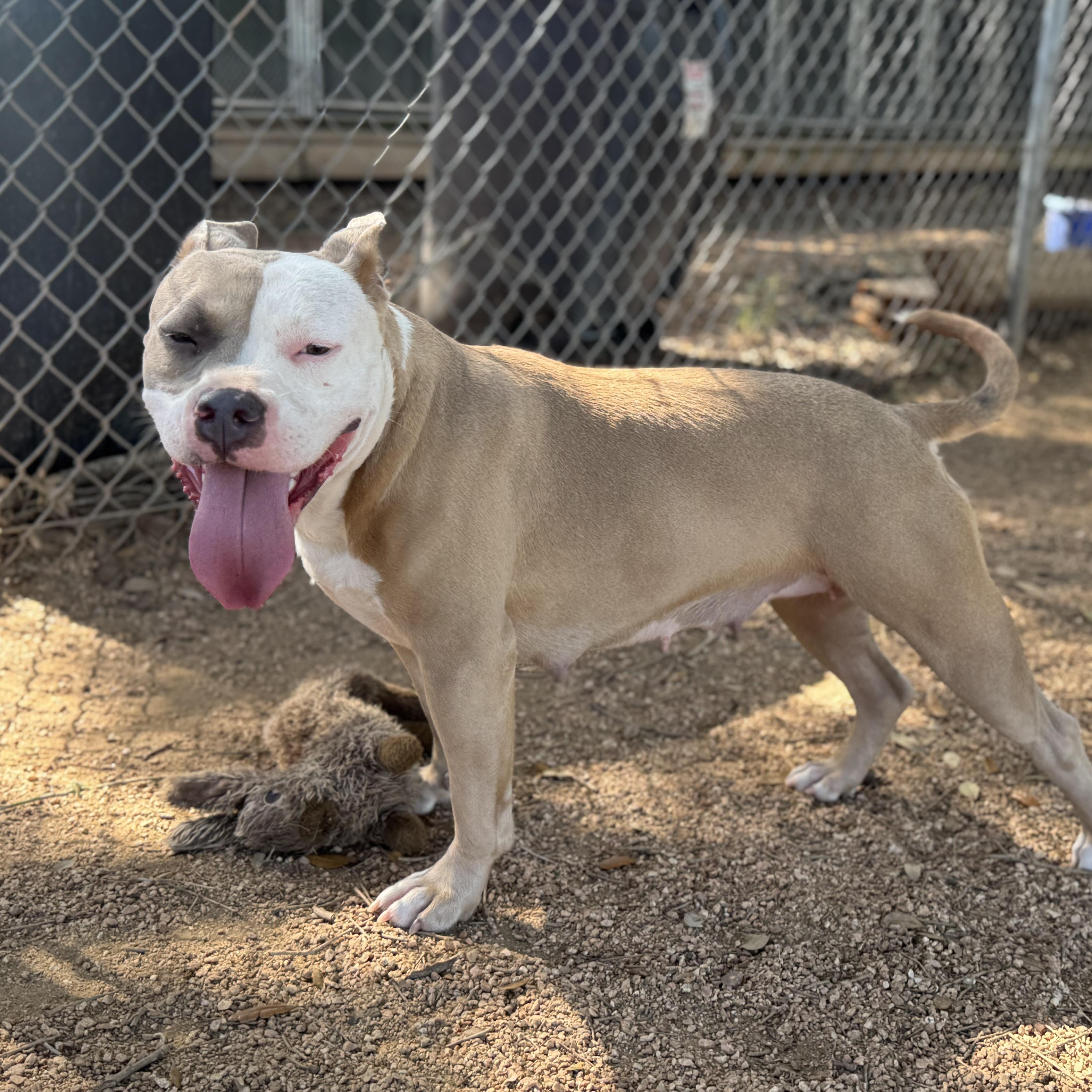 Amber, a Adoptable mixed breed in Sugar Land, TX image 3/5