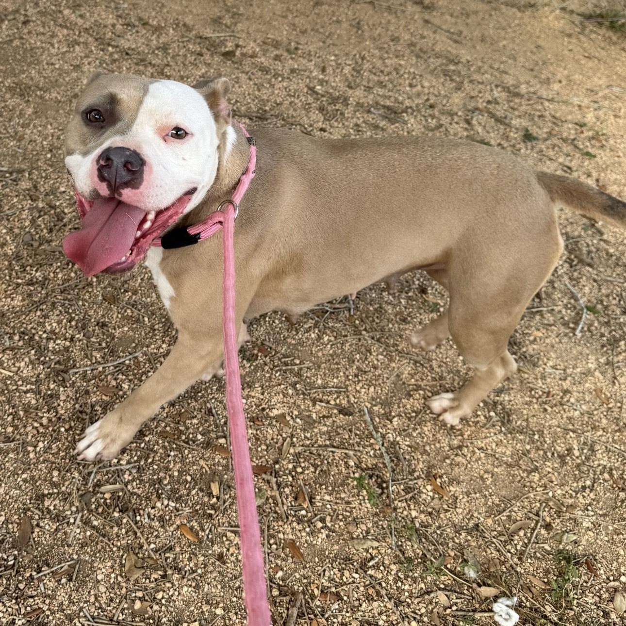 Enlarge Amber, a Adoptable mixed breed in Sugar Land, TX image 5/6