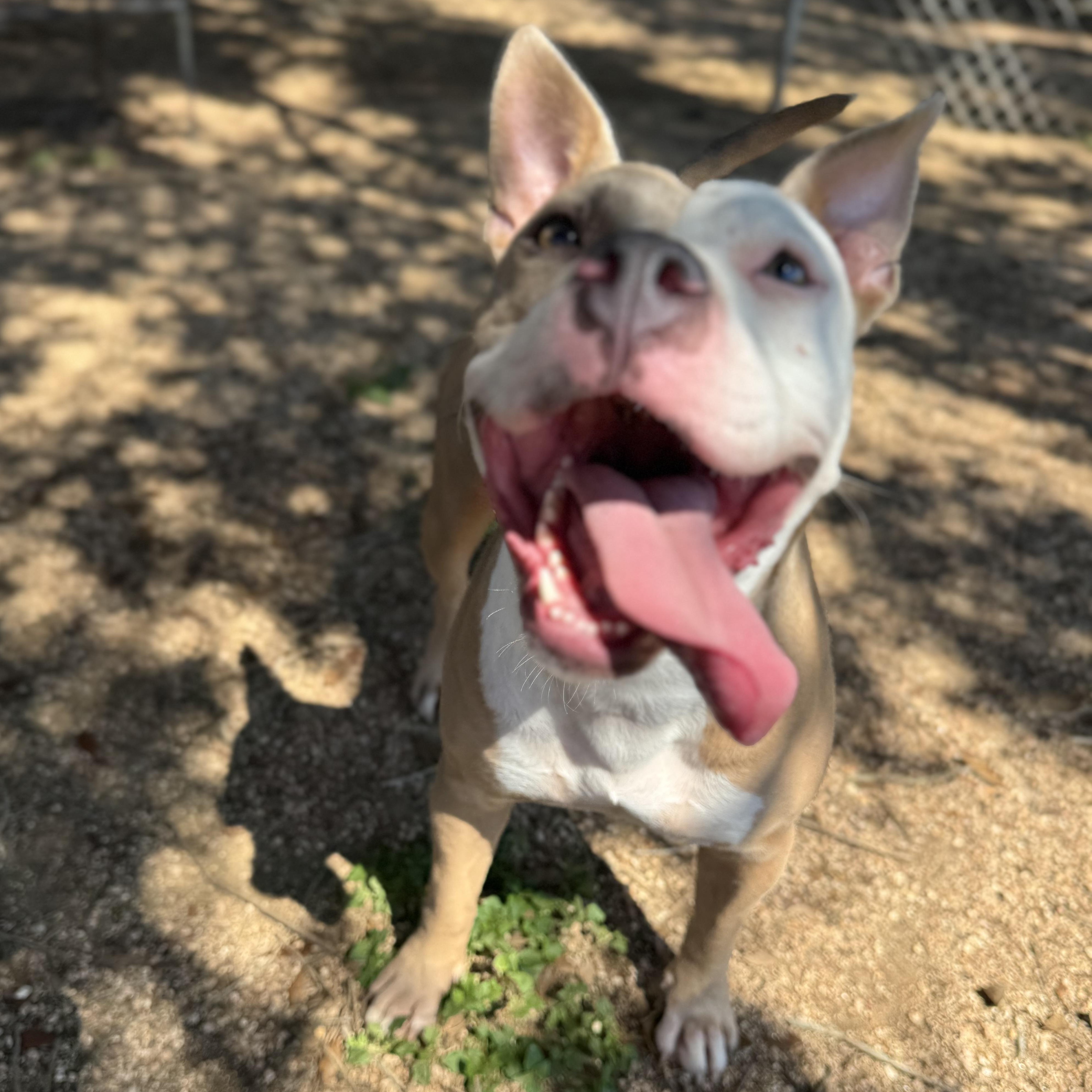Amber, a Adoptable mixed breed in Sugar Land, TX image 5/5