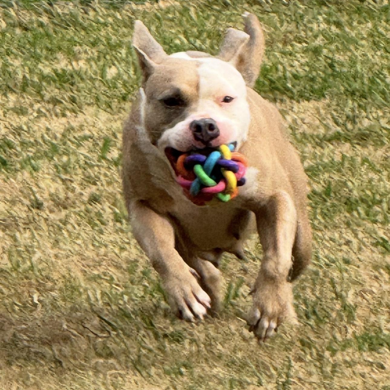 Enlarge Amber, a Adoptable mixed breed in Sugar Land, TX image 6/6